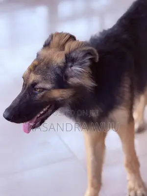 3-6 months Female Purebred German Shepherd