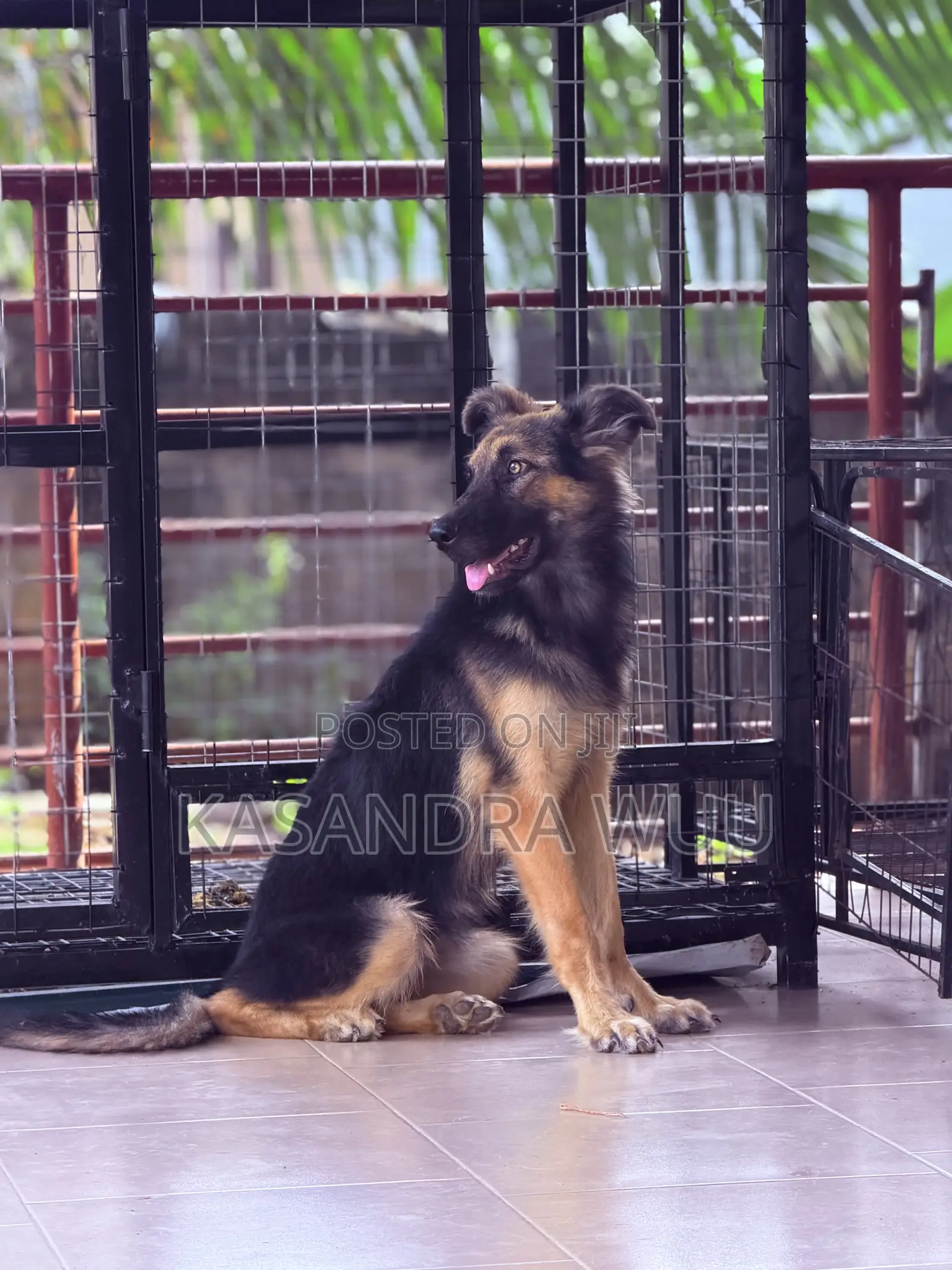 3-6 months Female Purebred German Shepherd