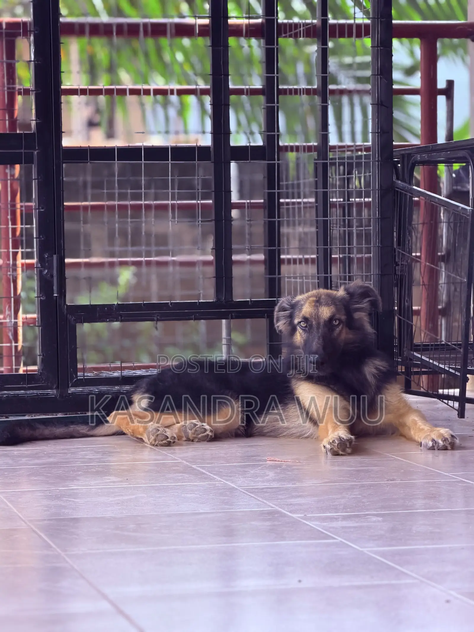 3-6 months Female Purebred German Shepherd