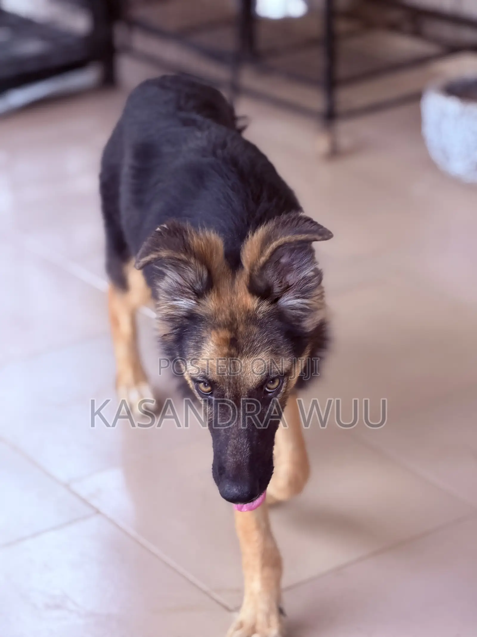 3-6 months Female Purebred German Shepherd