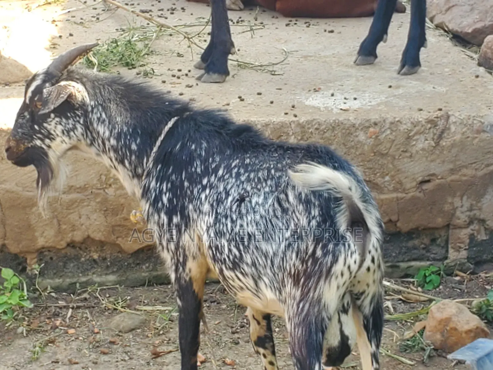 Matured Male Goat for Odogwu