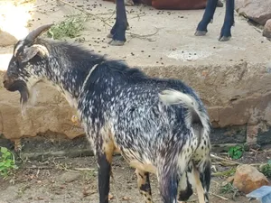 Matured Male Goat for Odogwu