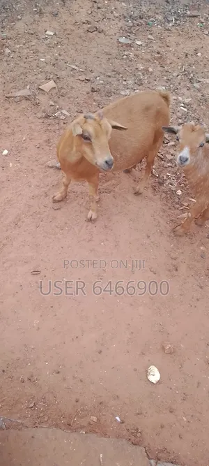Affordable Well Quality Farm Grown Goats For Sale