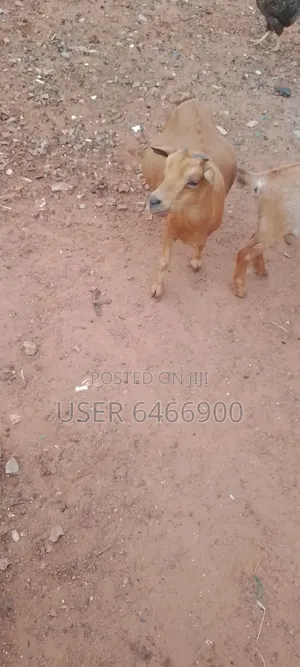 Affordable Well Quality Farm Grown Goats For Sale
