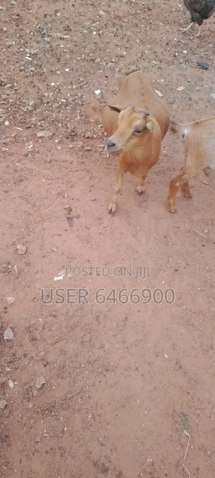 Affordable Well Quality Farm Grown Goats For Sale
