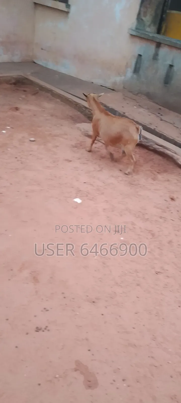 Affordable Well Quality Farm Grown Goats For Sale