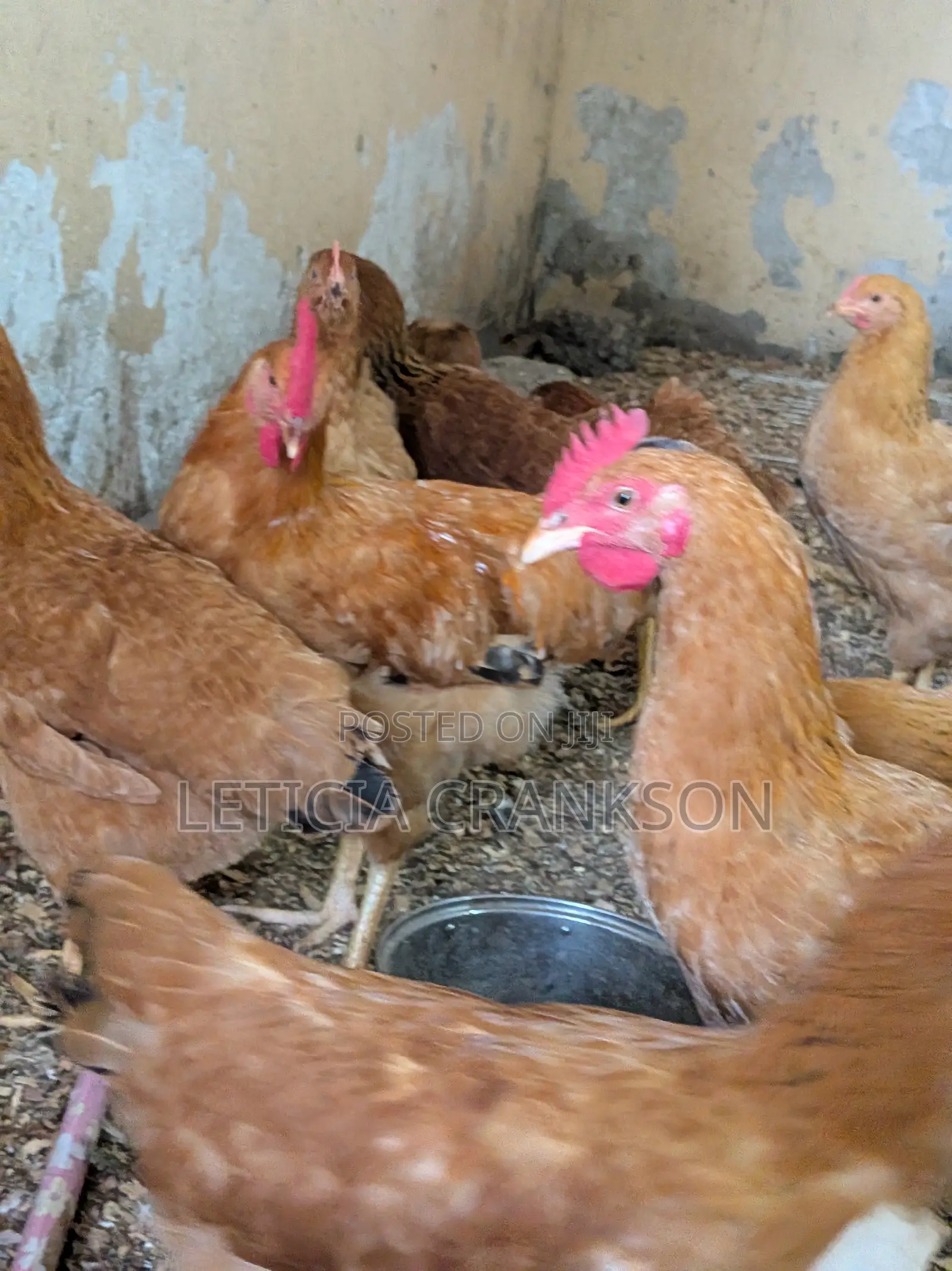 Sasso Chicken