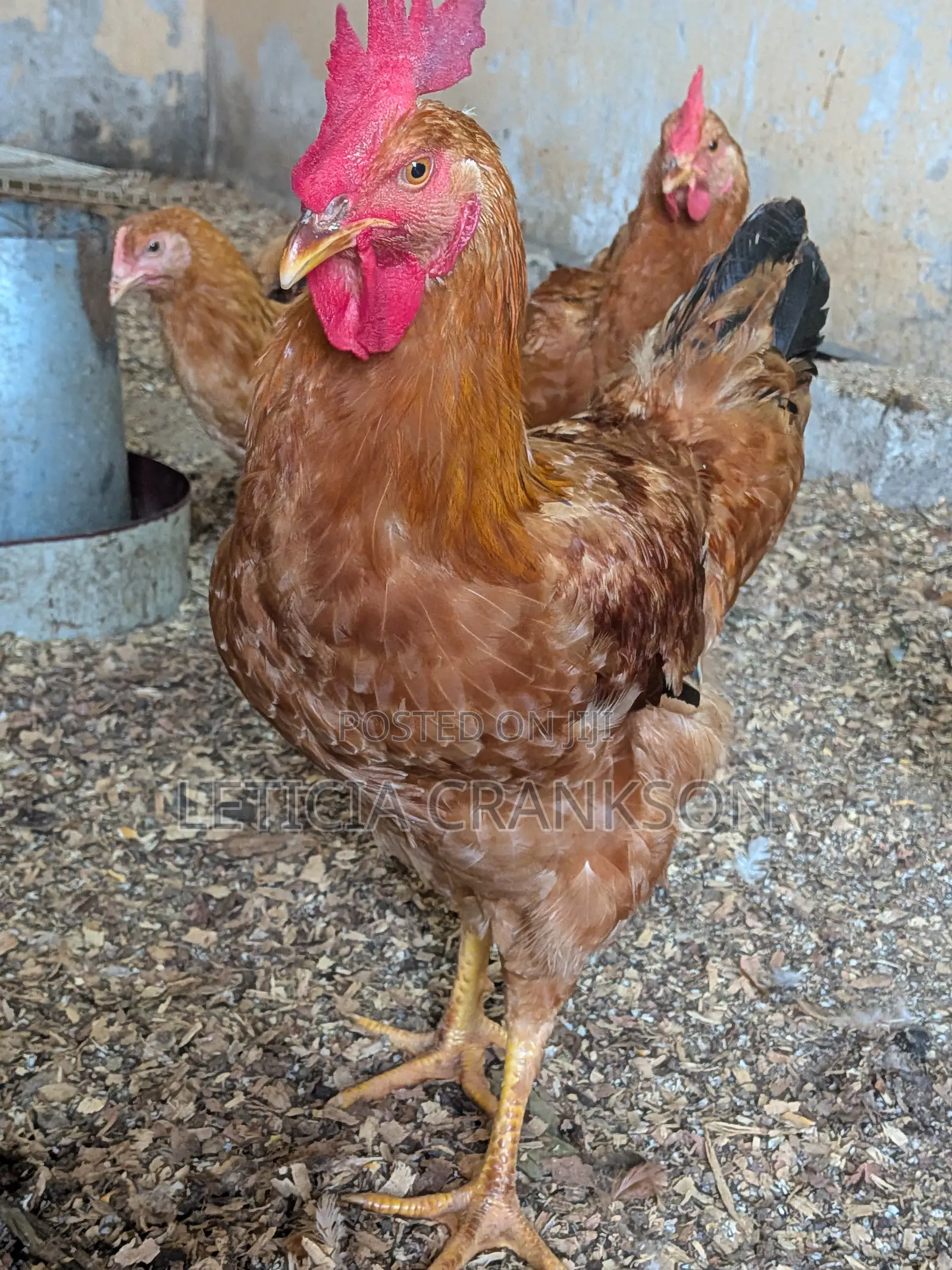Sasso Chicken
