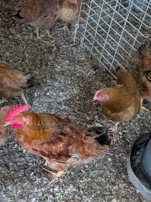 Sasso Chicken