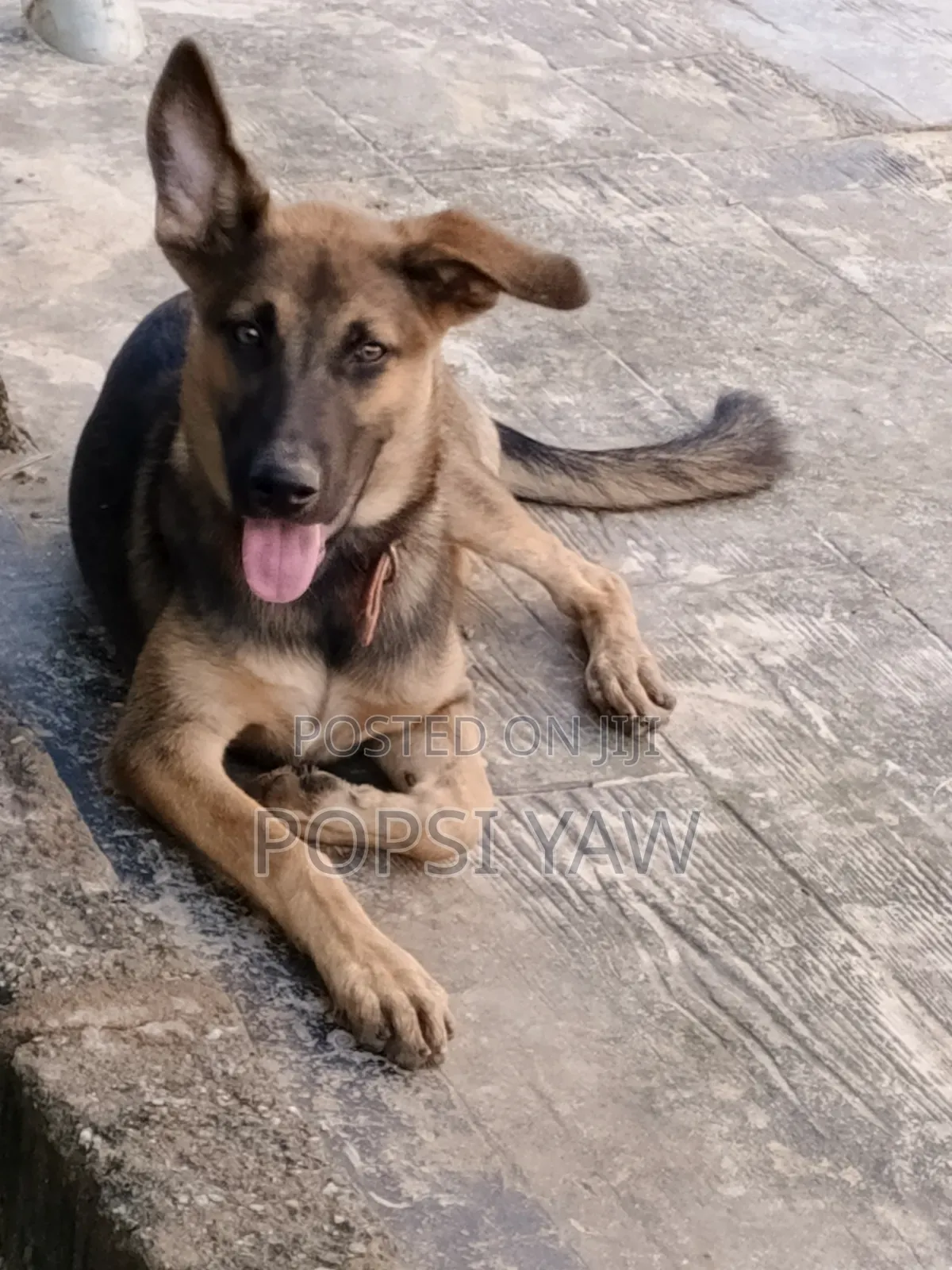 6-12 months Female Mixed Breed German Shepherd