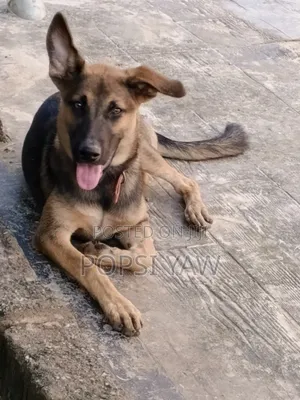 6-12 months Female Mixed Breed German Shepherd