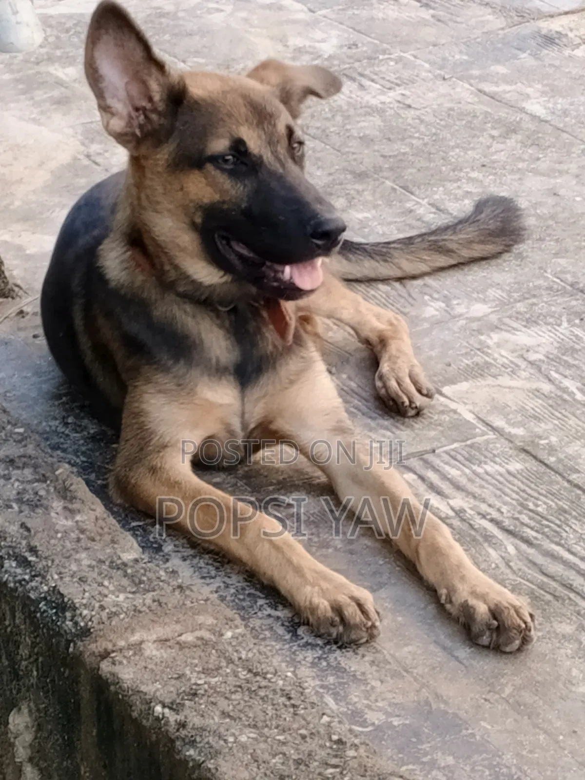 6-12 months Female Mixed Breed German Shepherd