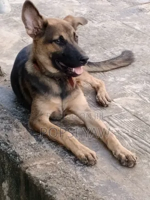 6-12 months Female Mixed Breed German Shepherd