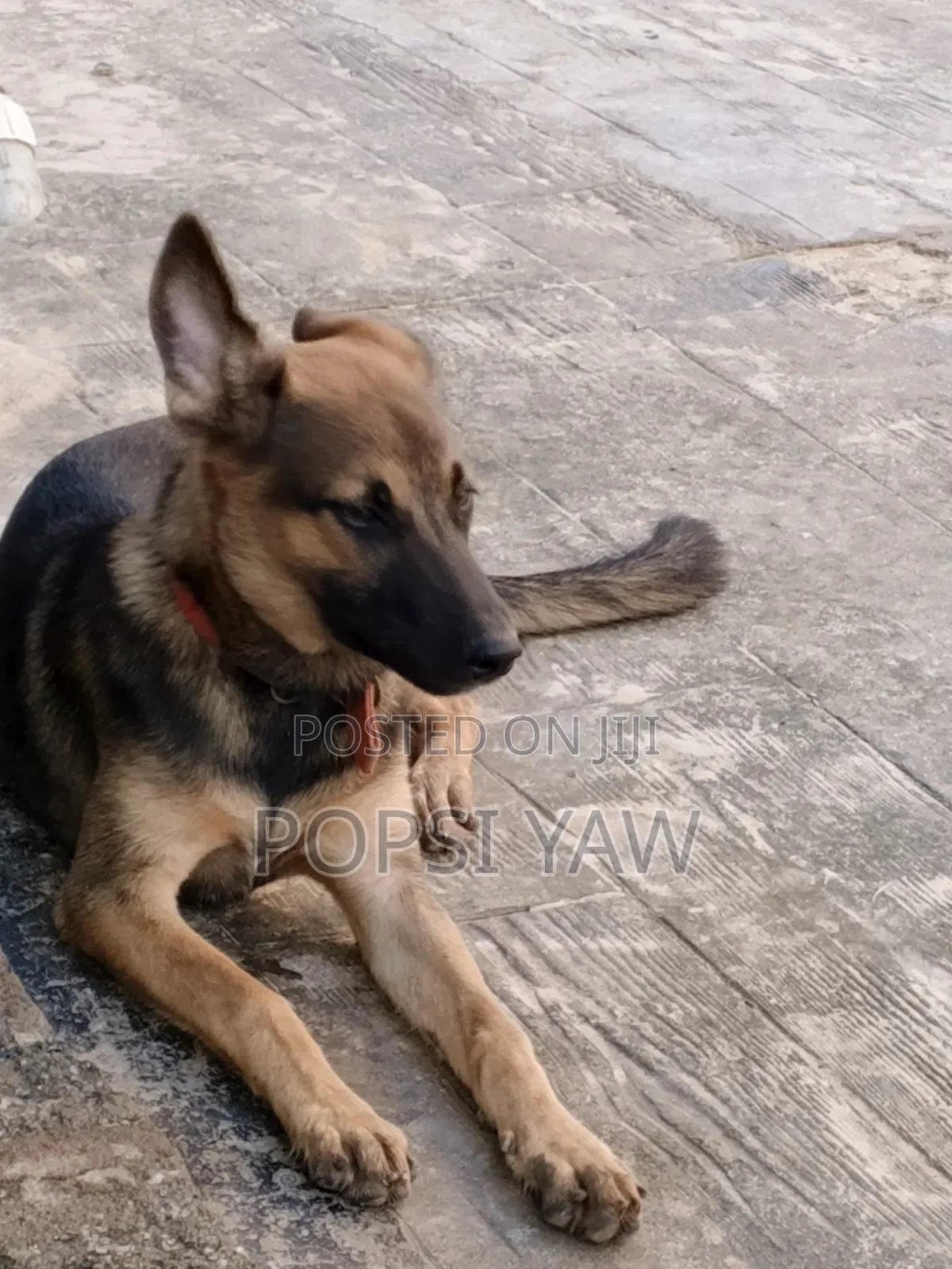 6-12 months Female Mixed Breed German Shepherd