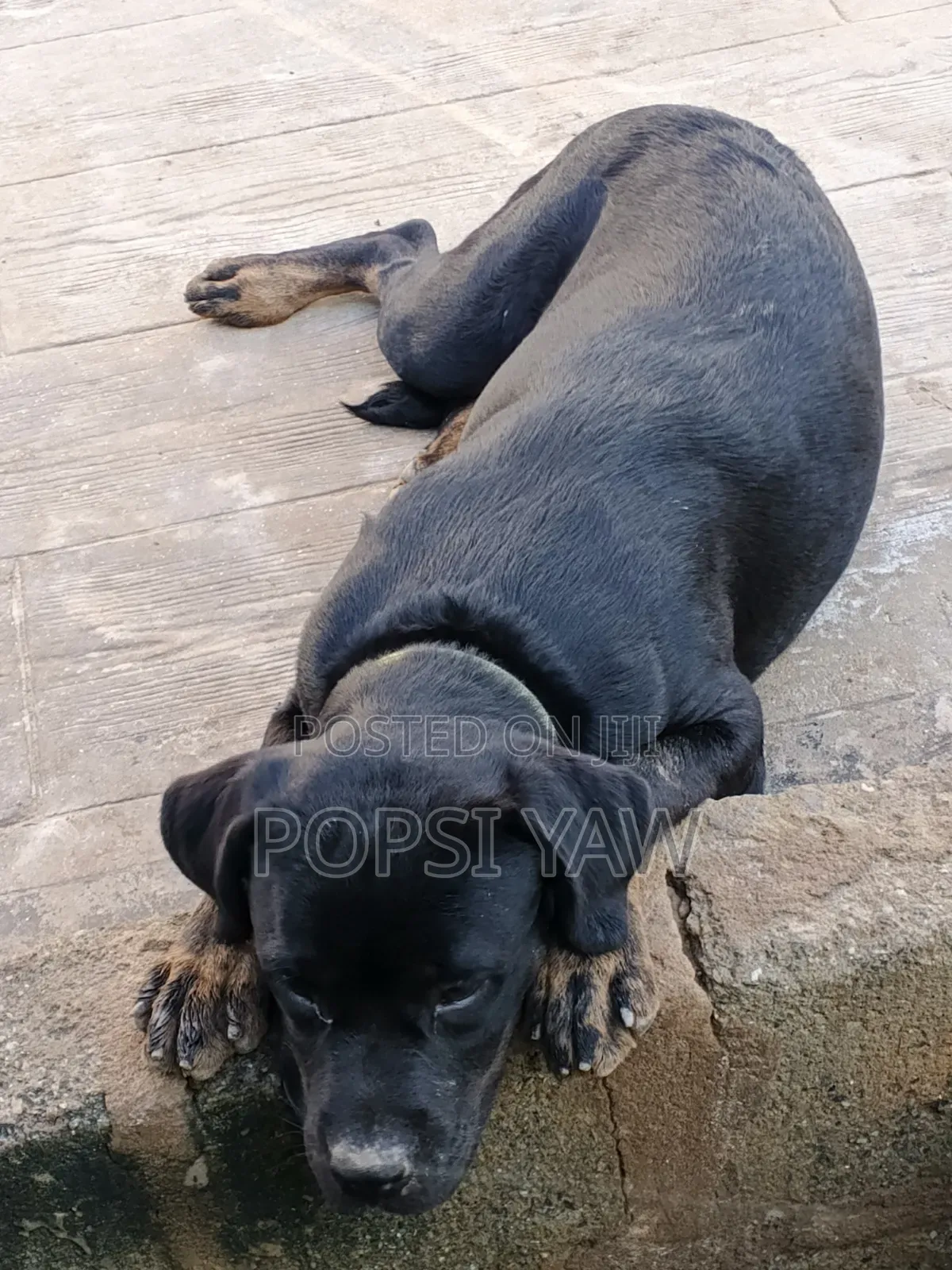 6-12 months Female Mixed Breed Boerboel