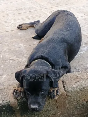 6-12 months Female Mixed Breed Boerboel