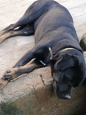 6-12 months Female Mixed Breed Boerboel