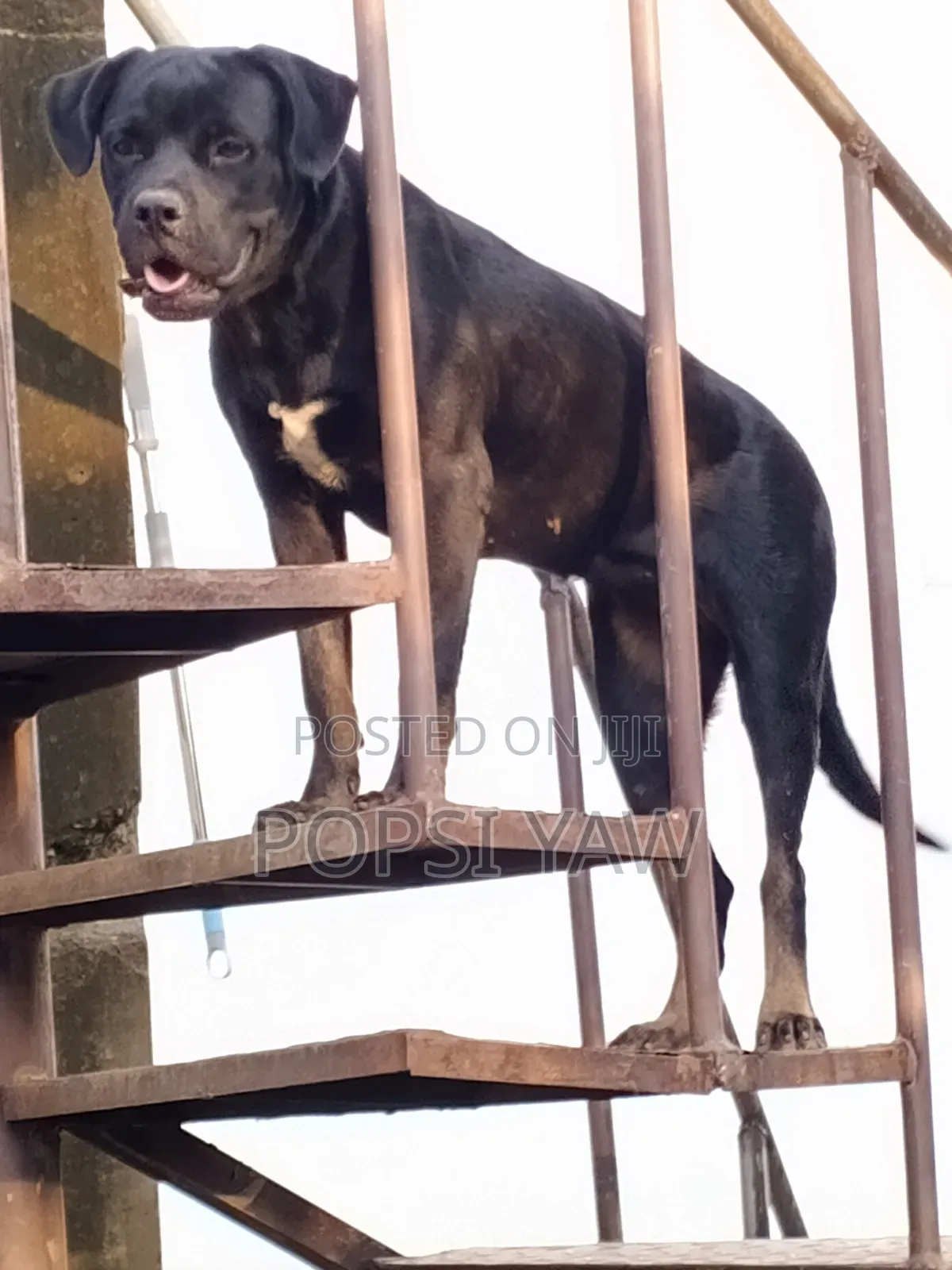 6-12 months Female Mixed Breed Boerboel