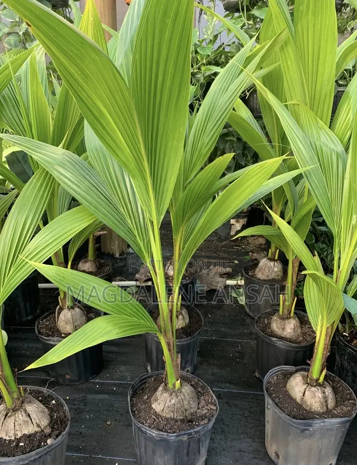 Agricultural Seedlings(Coconut)