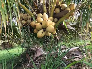 Agricultural Seedlings(Coconut)