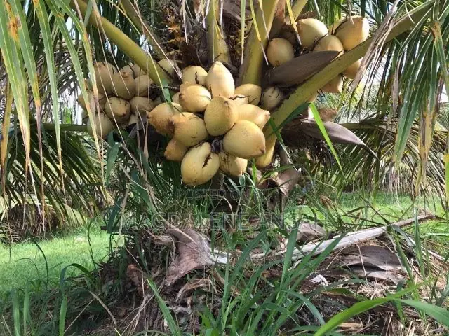 Agricultural Seedlings(Coconut)