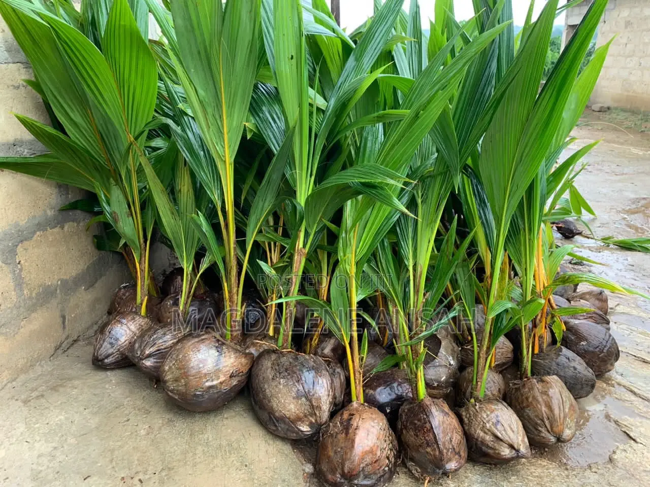 Agricultural Seedlings(Coconut)