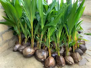Agricultural Seedlings(Coconut)