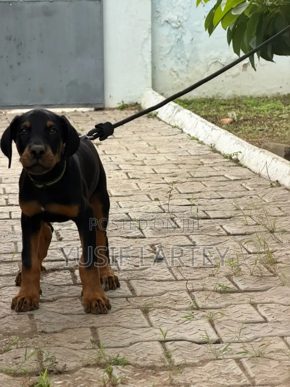 0-1 month Male Purebred Doberman Pinscher