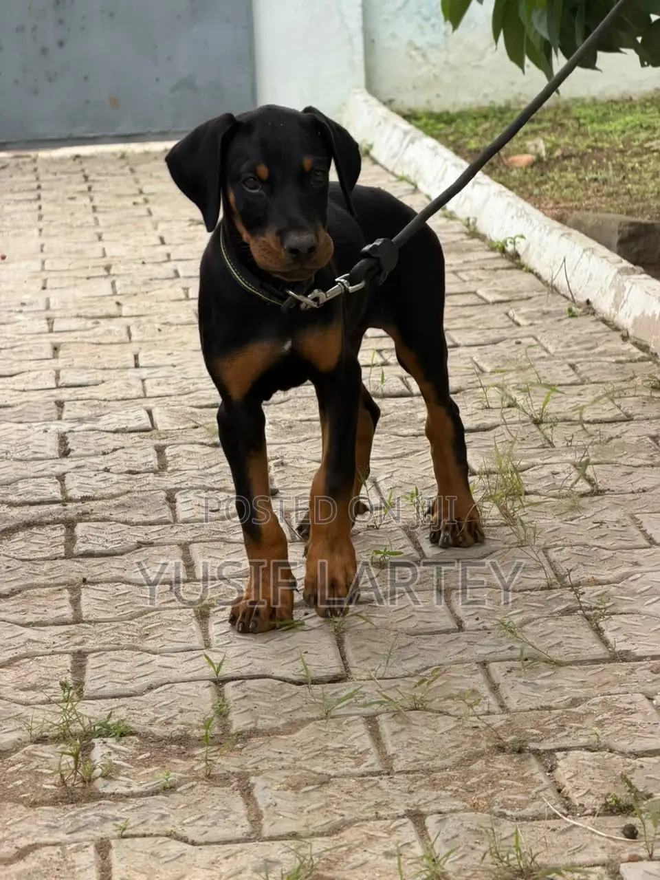 0-1 month Male Purebred Doberman Pinscher