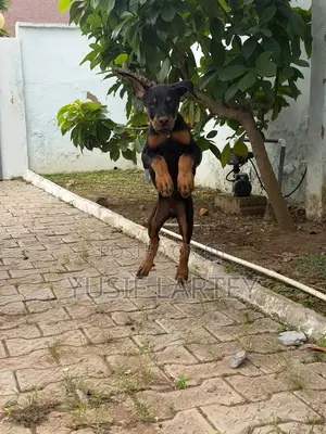 0-1 month Male Purebred Doberman Pinscher
