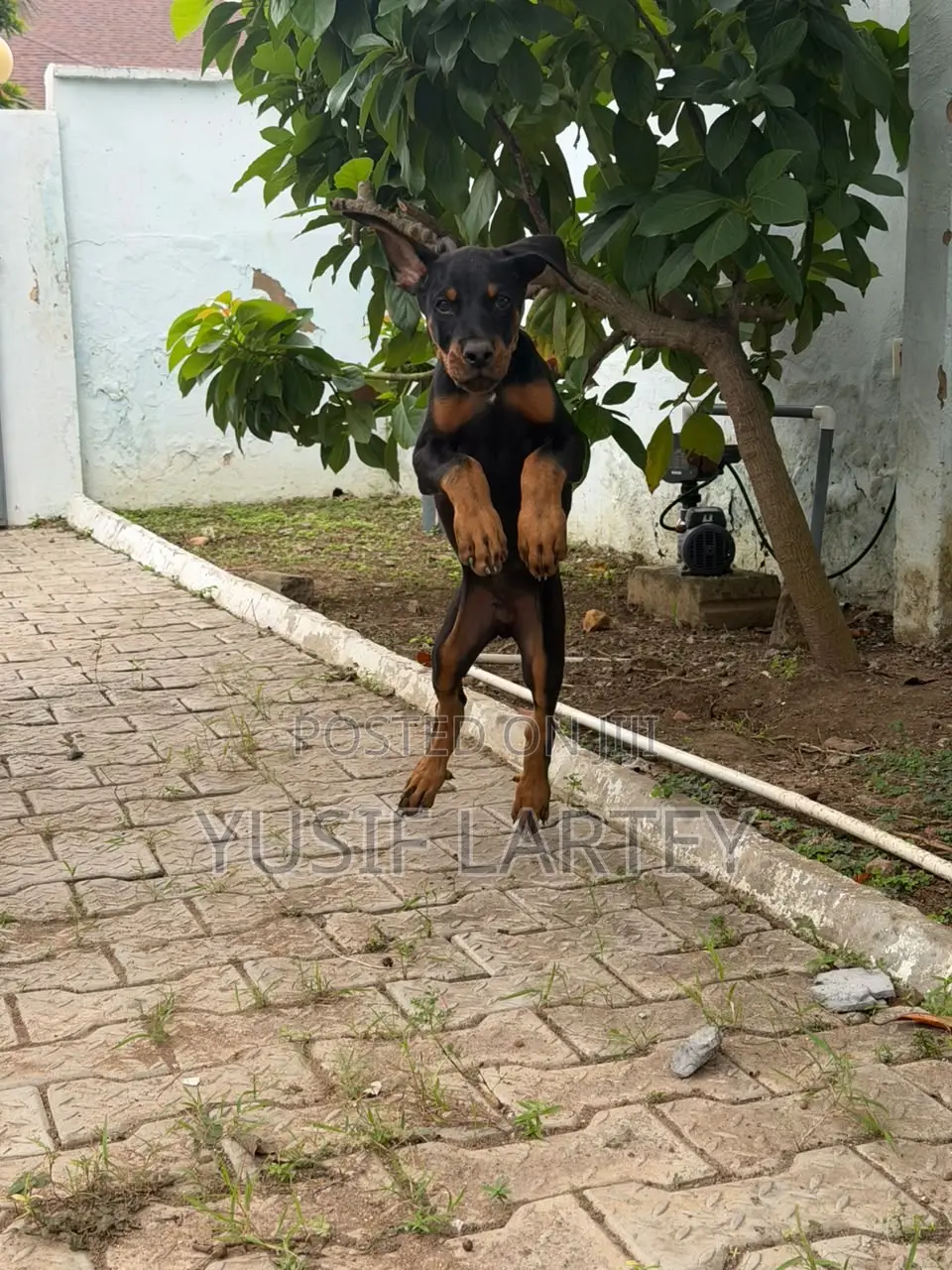 0-1 month Male Purebred Doberman Pinscher
