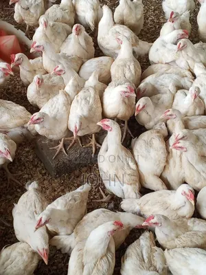 Healthy Premium Broilers for Sale at Ayikuma Dodowa