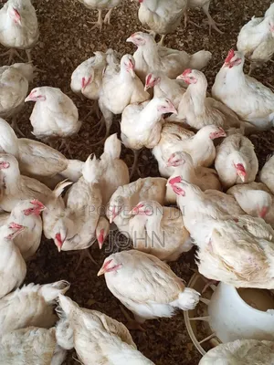 Healthy Premium Broilers for Sale at Ayikuma Dodowa