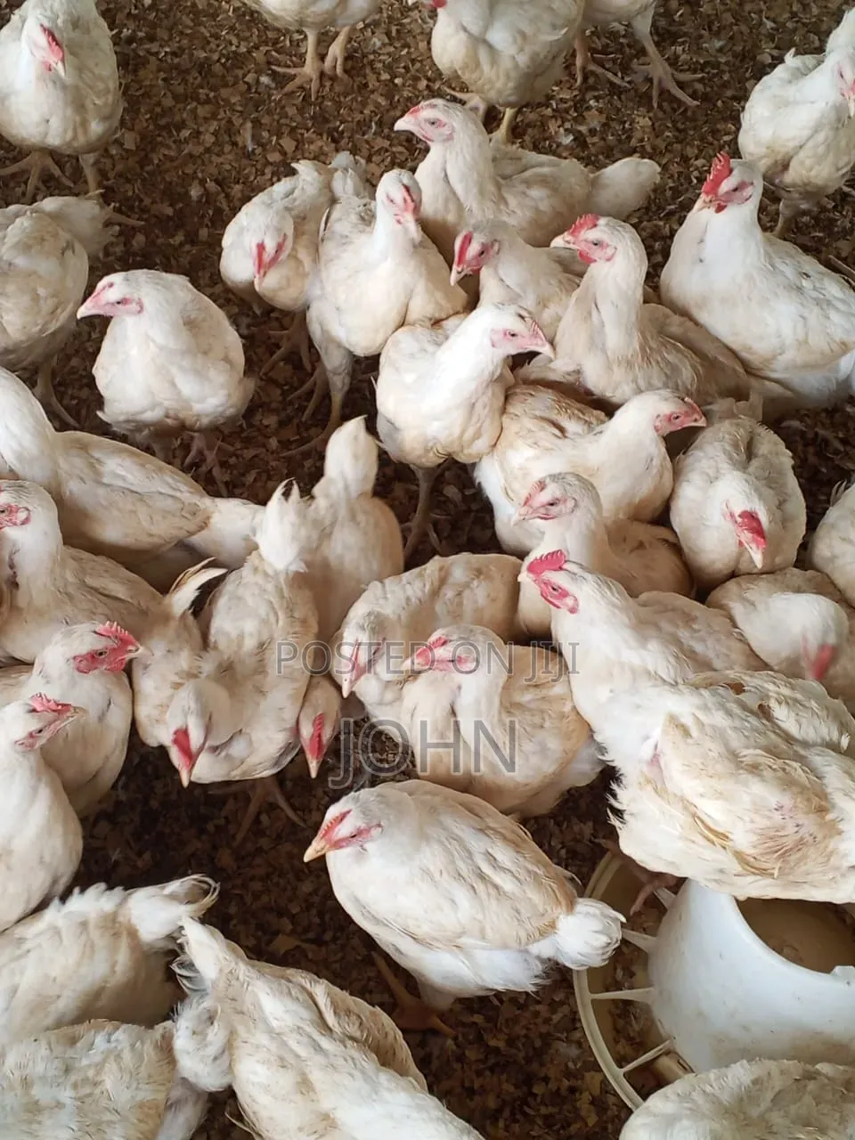 Healthy Premium Broilers for Sale at Ayikuma Dodowa