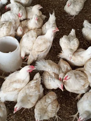 Healthy Premium Broilers for Sale at Ayikuma Dodowa