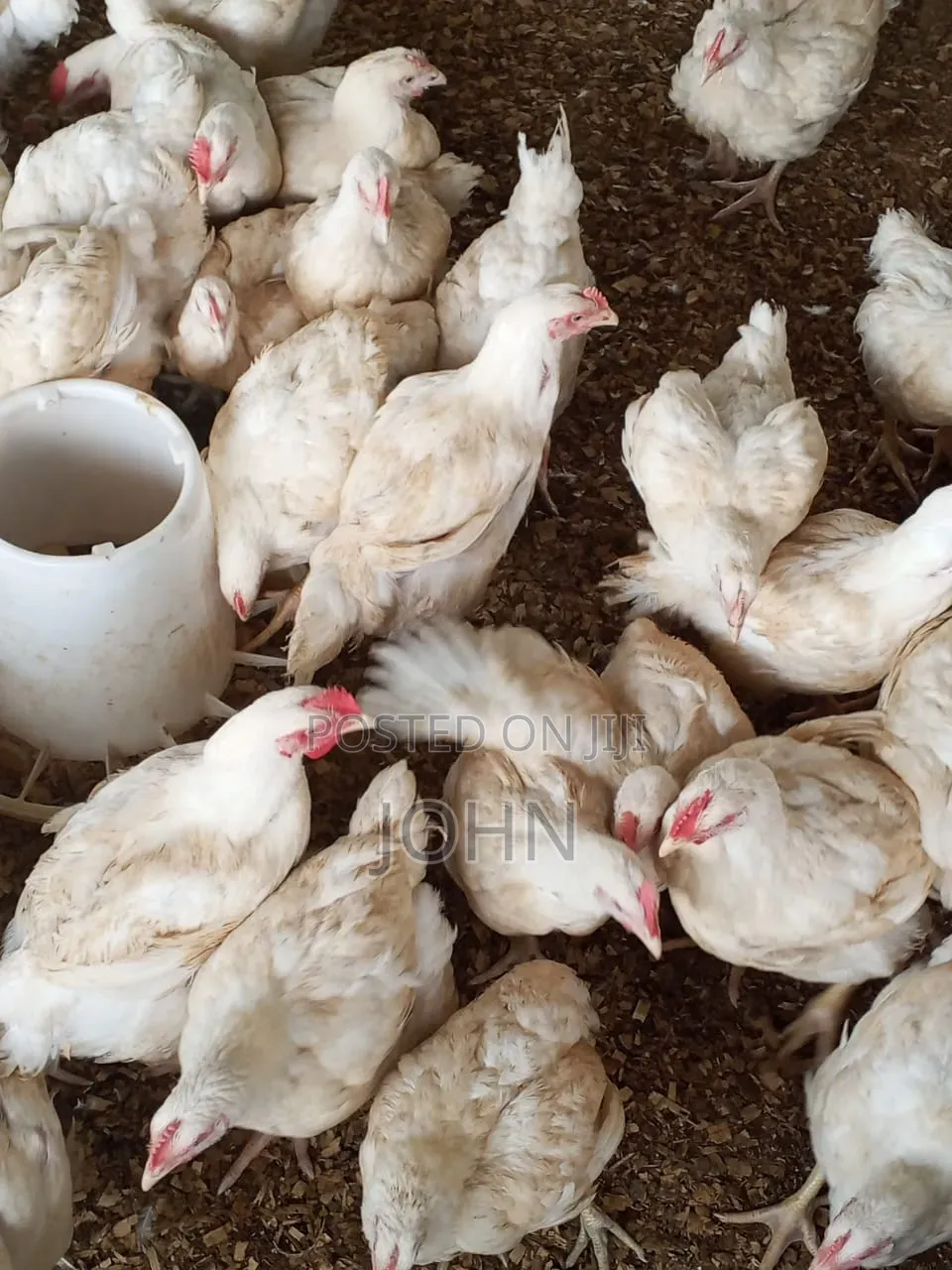 Healthy Premium Broilers for Sale at Ayikuma Dodowa