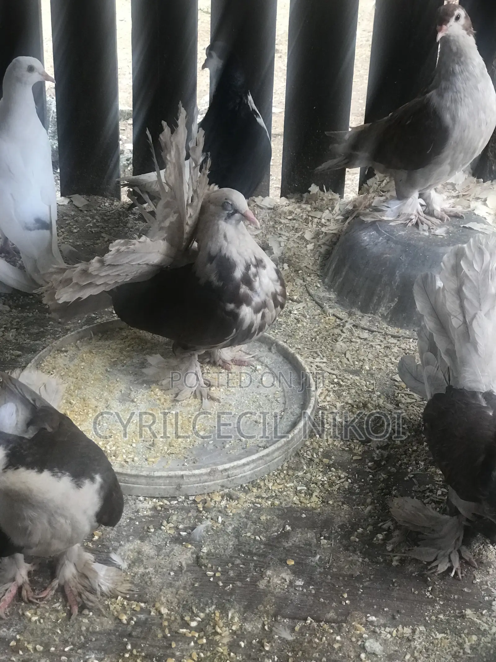 Top Notch Pigeons