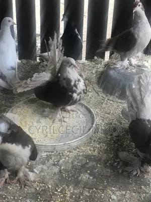 Top Notch Pigeons
