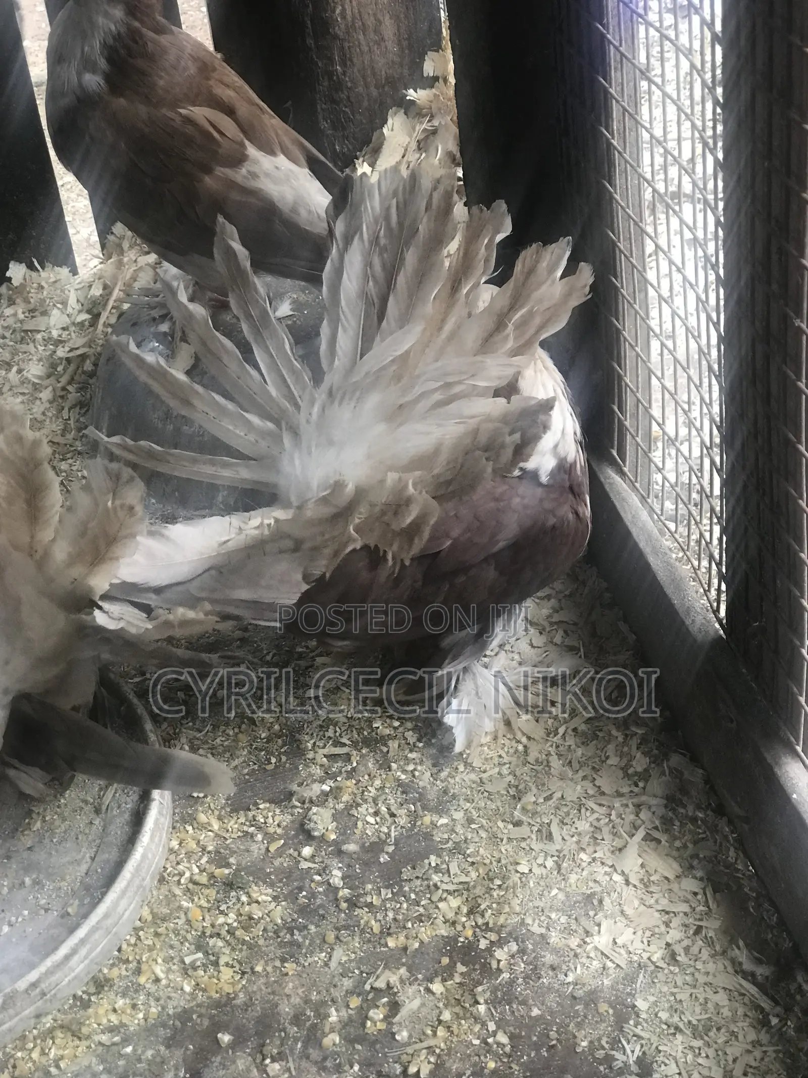 Top Notch Pigeons