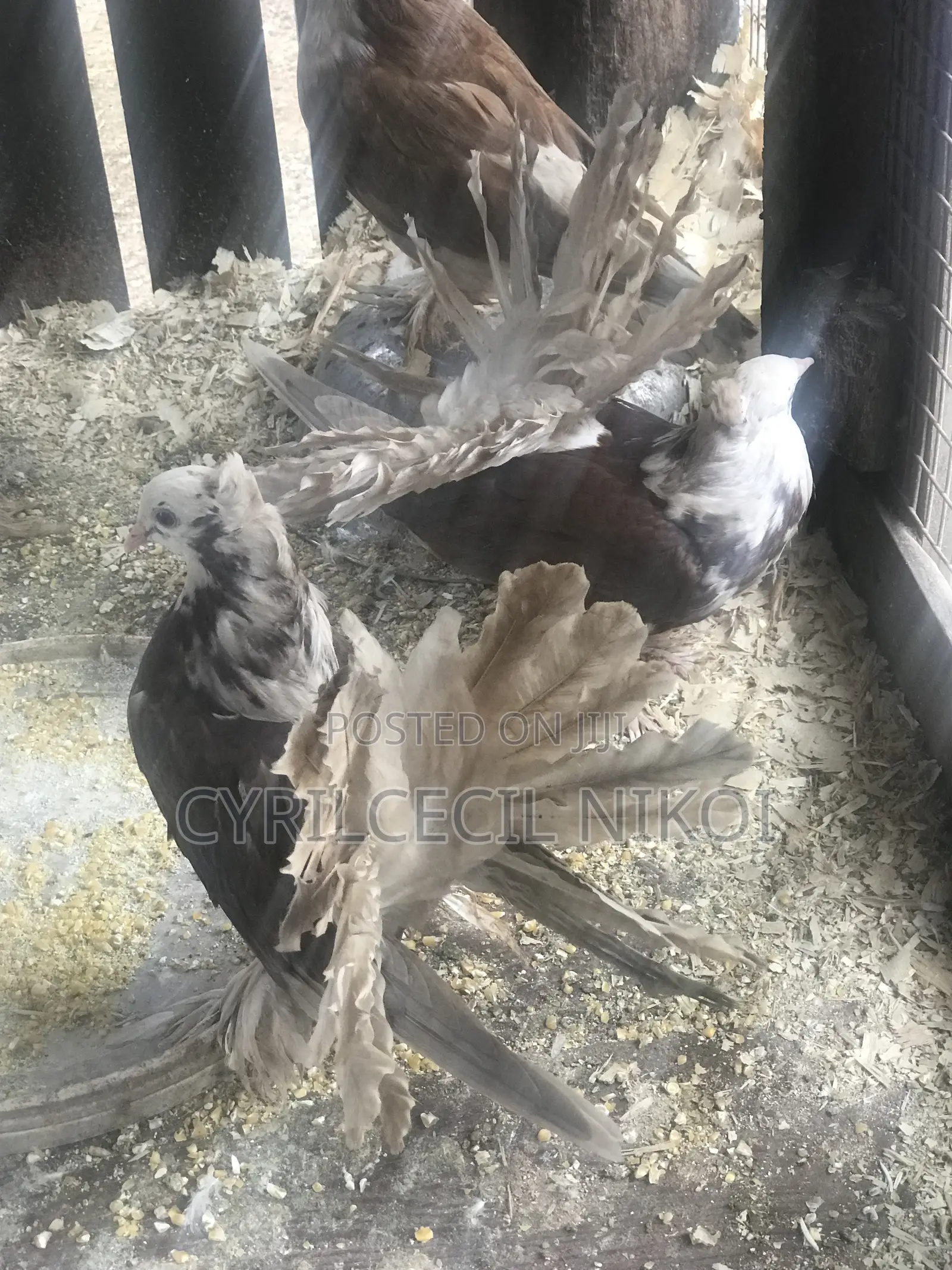 Top Notch Pigeons