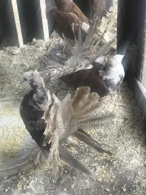 Top Notch Pigeons