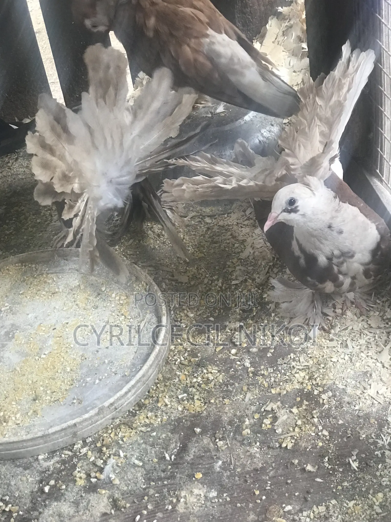 Top Notch Pigeons