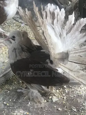 Top Notch Pigeons