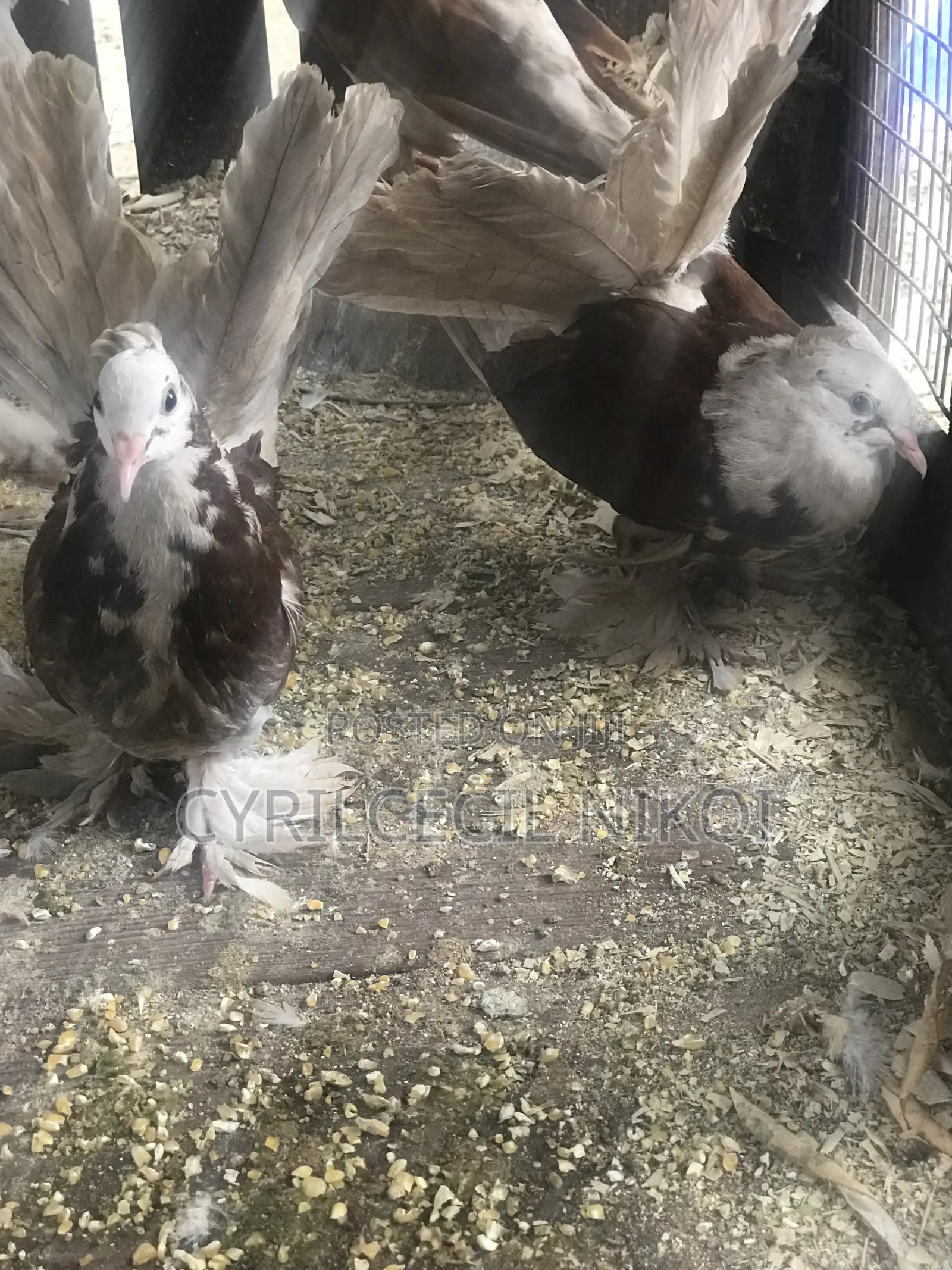 Top Notch Pigeons