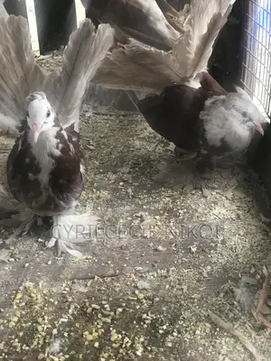 Top Notch Pigeons