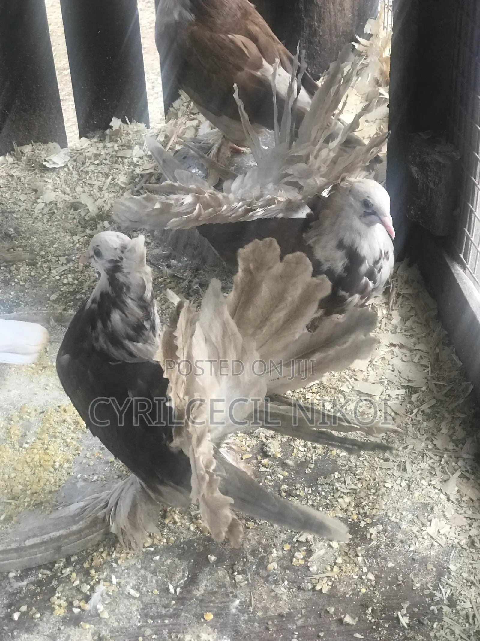 Top Notch Pigeons
