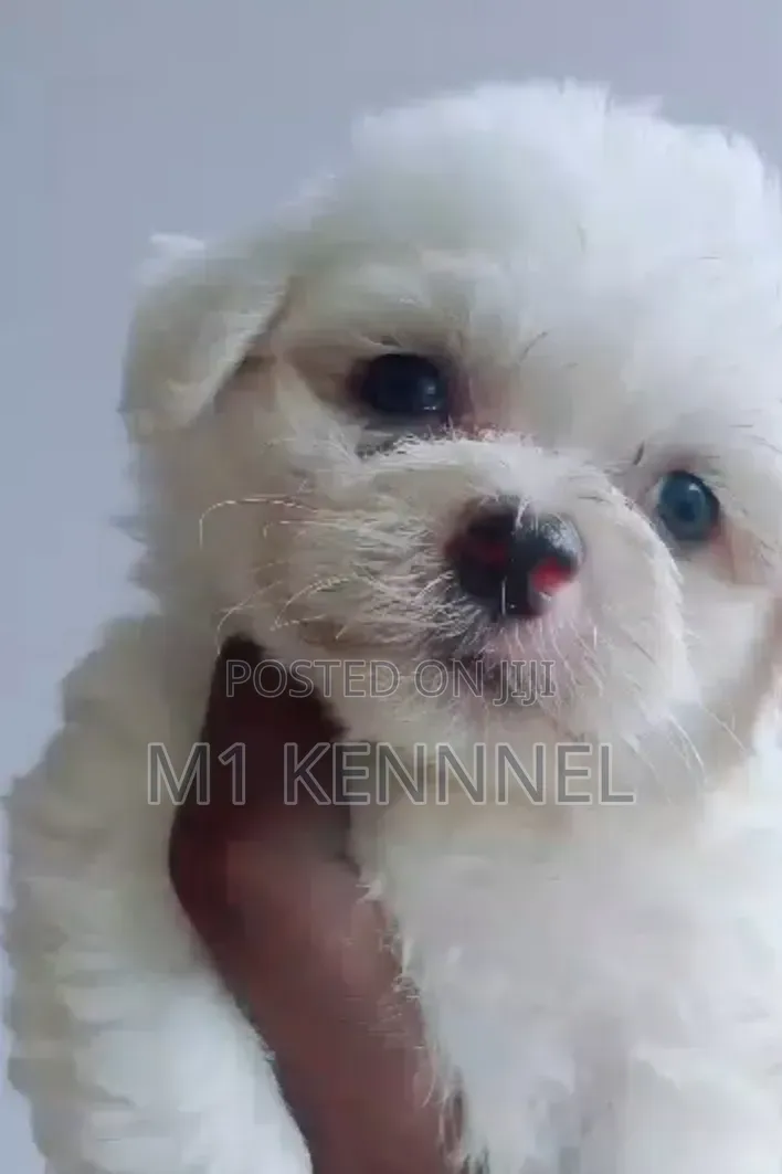 1-3 months Male Purebred Maltese