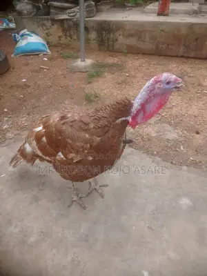 Red Bourbon Turkey