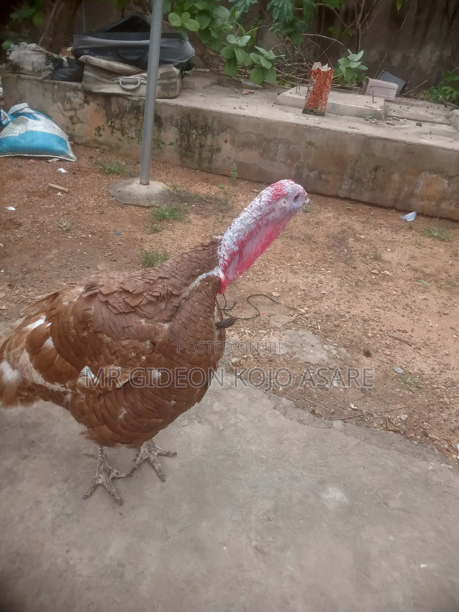 Red Bourbon Turkey