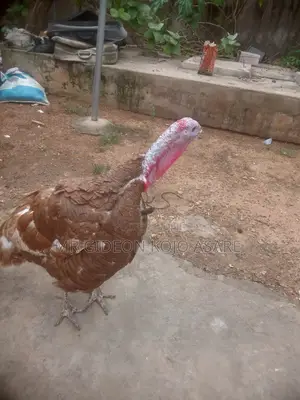 Red Bourbon Turkey